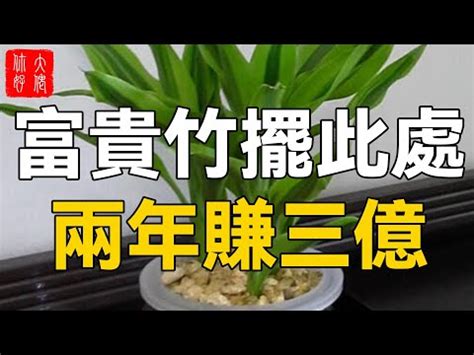 龍爪竹風水|辦公室養殖龍竹風水好嗎？龍竹要怎麼種植？